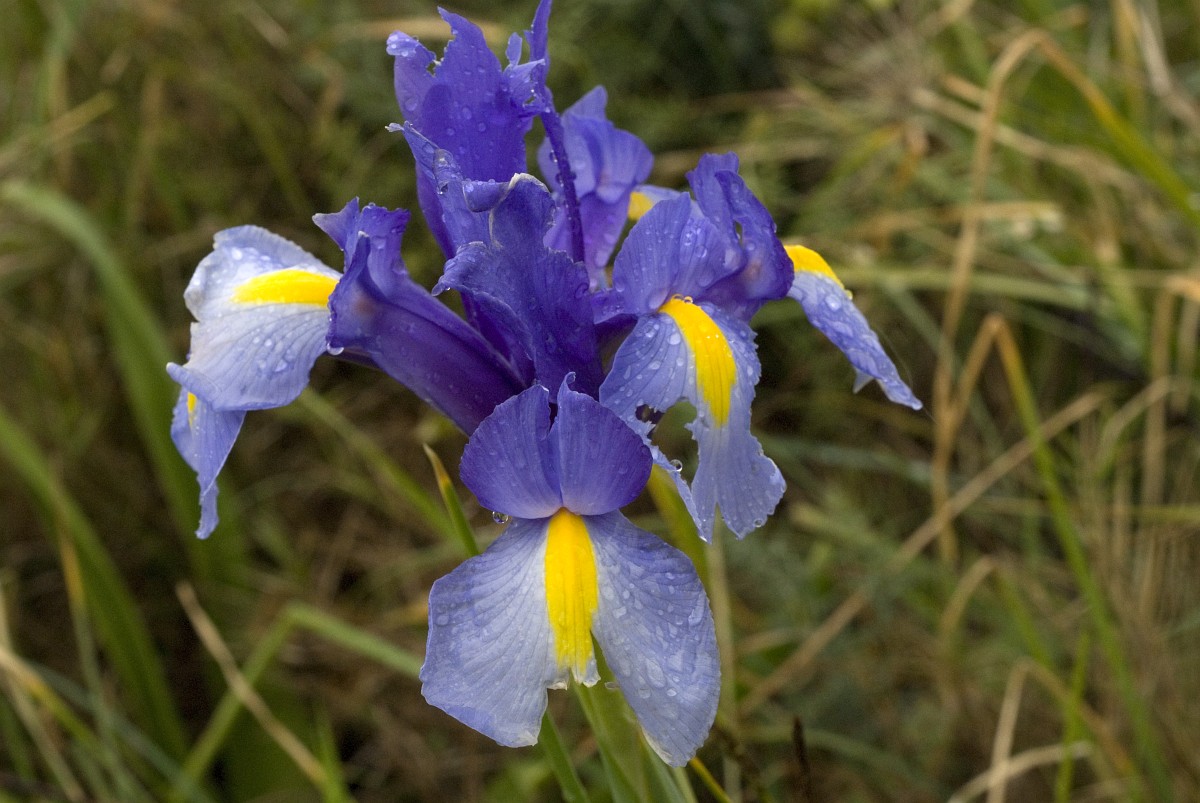 Iris xiphium